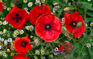 Flowers red poppies, butterfly and white daisies on field. Top view