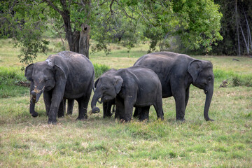 HABARANA, SRI LANKA - JULY 13, 2024 : A herd of elephants graze on grassland within Minneriya National Park at Habarana in central Sri Lanka.