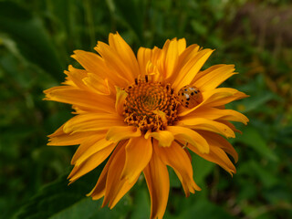 Vibrant orange flower with a spotted ladybug on its petals.