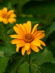 Vibrant yellow daisy-like flower in focus with blurred background
