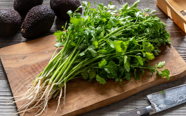 A bunch of fresh coriander with roots on the kitchen board. Ripe Haas avocado behind. Healthy eating concept.