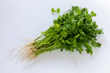 Bunch of fresh coriander herbs on white background. Organic herbal food ingredient. Healthy eating concept.