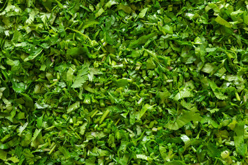 Chopped fresh coriander herbs background texture. Organic herbal food ingredient. Healthy eating concept.