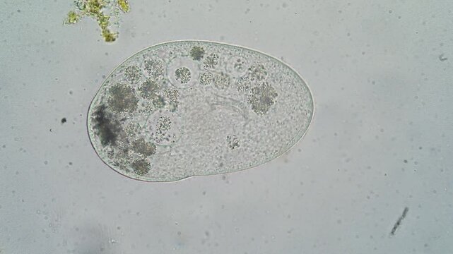 Paramecium aurelia moving and feeding on white background