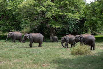 HABARANA, SRI LANKA - JULY 13, 2024 : A herd of elephants graze on grassland within Minneriya National Park at Habarana in central Sri Lanka.