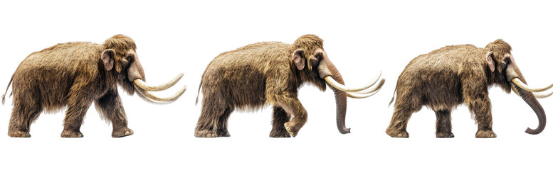 Fototapeta premium Three Woolly Mammoths in Profile (1)
