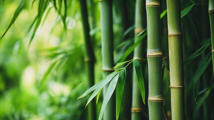 Fototapeta premium Bamboo leaves and bamboo forests