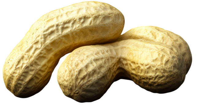 Two Peanuts in Shell, Close Up View, Isolated, cut out transparent