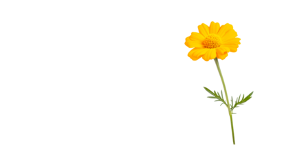 Single vibrant yellow daisy, floral stem, leaf element, cut out transparent