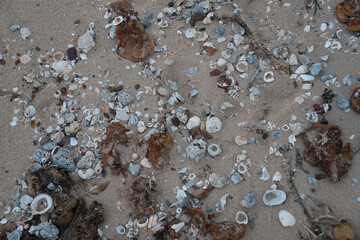 Natural beach texture featuring seashells, coral fragments, and seaweed scattered across sandy...