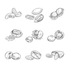Obraz premium different nuts vector line art hand drawn illustration set collection