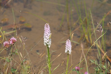 Beautiful Wild Orchid Flowers in a Grassy Meadow.