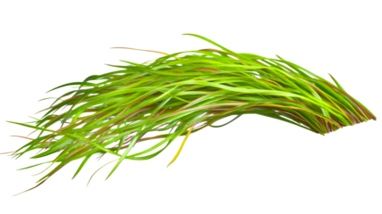 Bunch of colorful grassy leaves, curved shape, isolated, cut out transparent