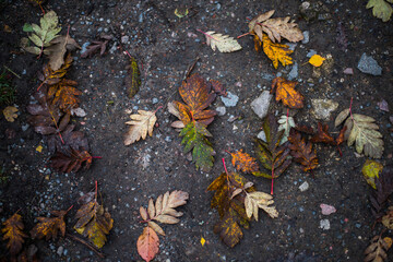 Bunte Herbstblätter auf nassem Waldboden