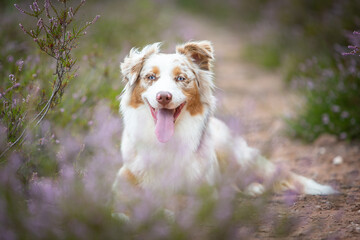 Beautiful Aussie Dog in Blooming Heath