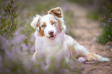 Beautiful Aussie Dog in Blooming Heath