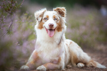 Beautiful Aussie Dog in Blooming Heath