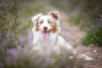 Beautiful Aussie Dog in Blooming Heath