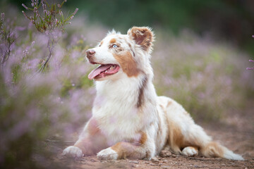 Beautiful Aussie Dog in Blooming Heath