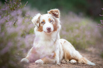Beautiful Aussie Dog in Blooming Heath