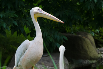 White pelican resting beside another bird in a lush green environment during daylight