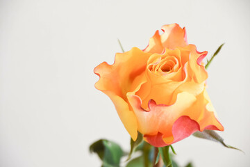 オレンジ色のバラ