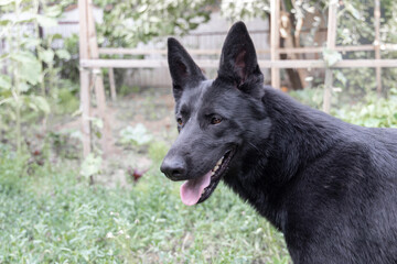 Alert Eastern European Shepherd dog standing in a garden, attentively observing and protecting the area. Concept of security and loyalty outdoors.