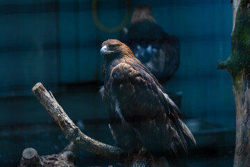 Majestic golden eagle perched on a branch in a wildlife habitat exhibit