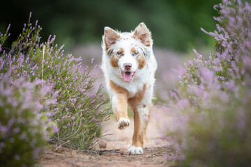 Australian Shepherd in a Peaceful Heathland