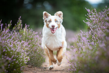 Australian Shepherd in a Peaceful Heathland