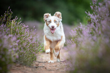 Australian Shepherd in a Peaceful Heathland