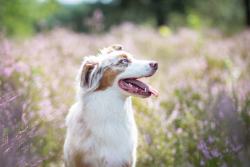 Australian Shepherd in a Peaceful Heathland