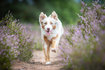 Australian Shepherd in a Peaceful Heathland