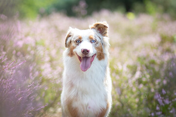 Australian Shepherd in a Peaceful Heathland