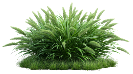 Ornamental Grass Clump Isolated, Tall Green Blades, Landscaping, cut out transparent