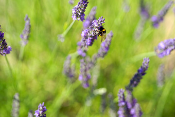Close-up of bumblebee at blossom of lavender on a sunny summer day. Photo taken July 2nd, 2025,...