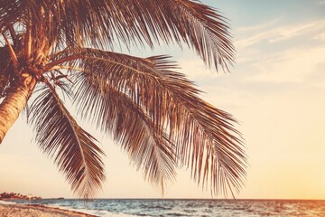 Palm tree on beach at sunset.  Golden light on tropical foliage. Ocean waves in the distance