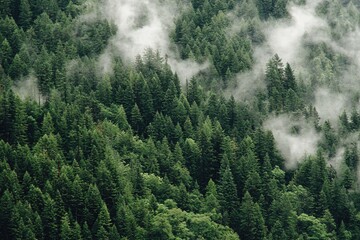 Dense forest shrouded in a misty haze