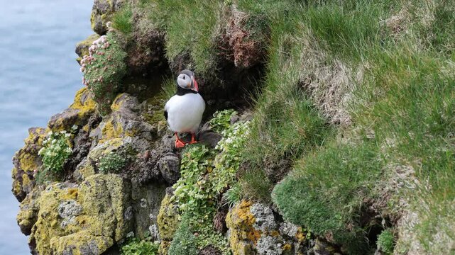 Puffin on Latrabjarg cliffs