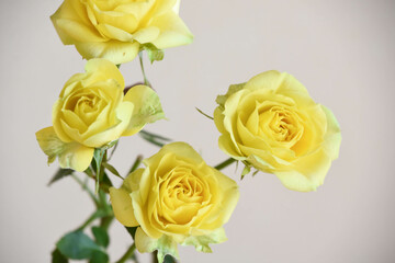 黄色いバラ