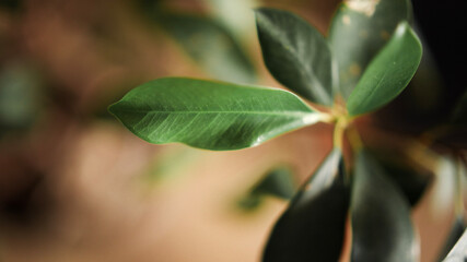 abstract background, sand, metal, stones, textures, wood, plants background