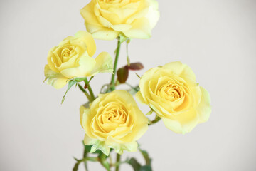 黄色のばら