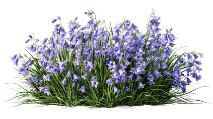 Naklejka premium Bluebell flowers with green foliage, floral spring display, cut out transparent