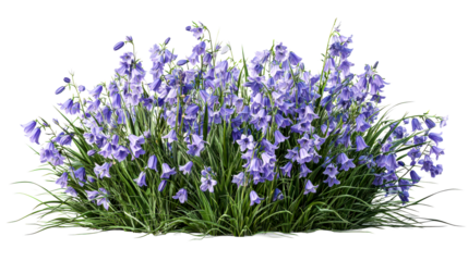 Bluebell flowers with green foliage, floral spring display, cut out transparent