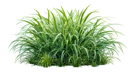 Variegated Sweet Flag Acorus Bushy Ornamental Plant, cut out transparent