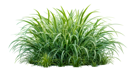 Variegated Sweet Flag Acorus Bushy Ornamental Plant, cut out transparent