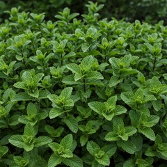 Lush Green Mint Leaves Close Up