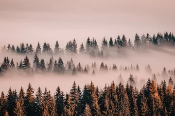 Papier peint photo Forêt brumeuse Misty mountain forest at dawn  © GStudio