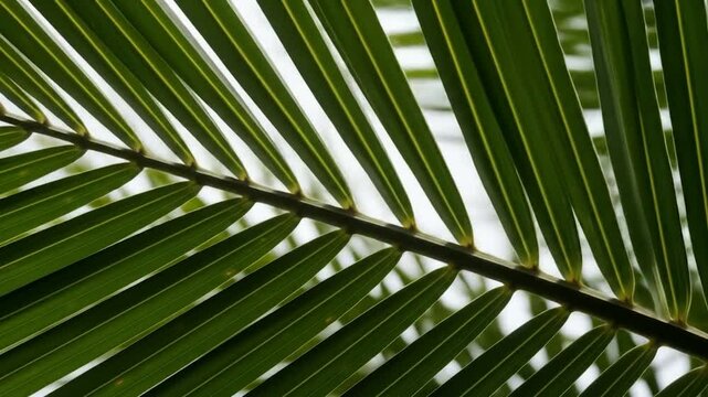 Palm frond's diagonal lines, backlit, showing texture and subtle color variations