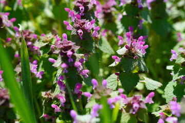 Bright Purple Field Flowers Close-Up